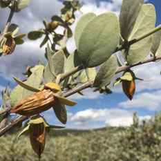 jojoba2