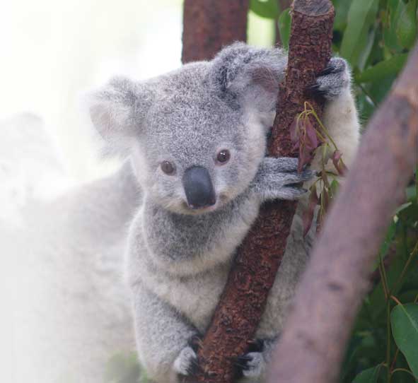 オーストラリア ケアンズ周辺の森は 太古から保存された自然や動物たちが息づくタイムカプセル